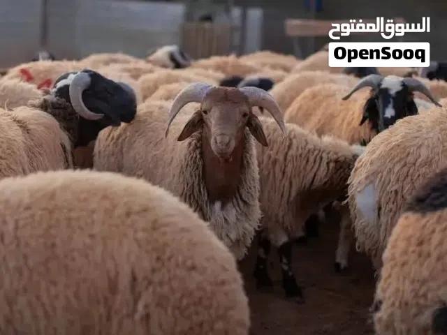 ذبح وسلخ وتقطيع اضاحي العيد