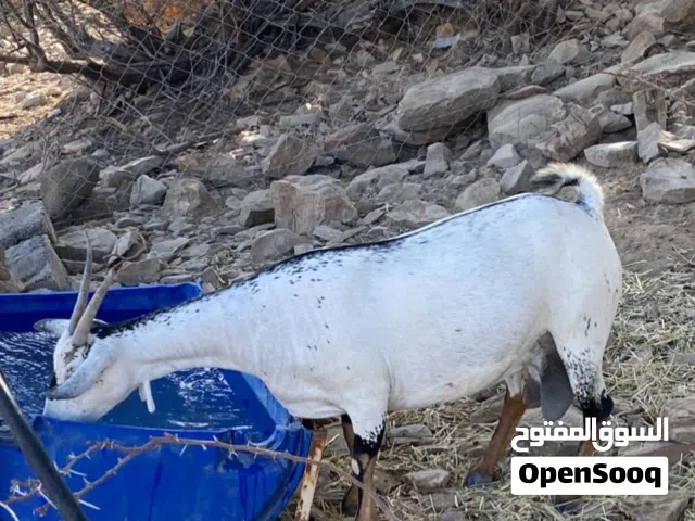 للبيع عنز صلاليه