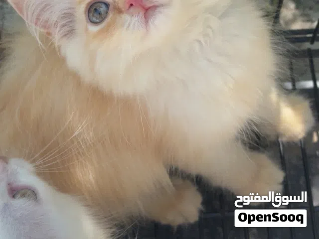 قط شيرازي ذكر بعمر شهرين