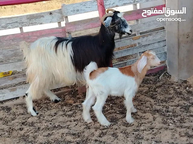 عنز فردية تحتها جدي راوي سنها جامعة الفر موضح في الصور. المكان صبراتة يوجد توصيل حسب المكان سعر البي