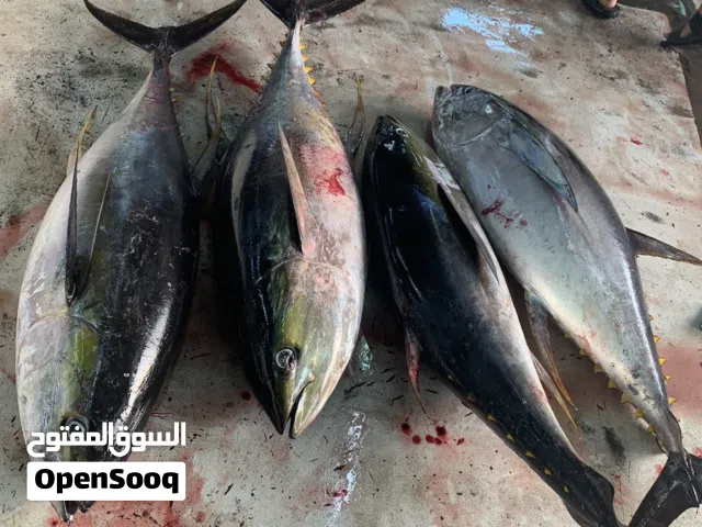 ابحث عن شريك في مشروع بيع الاسماك