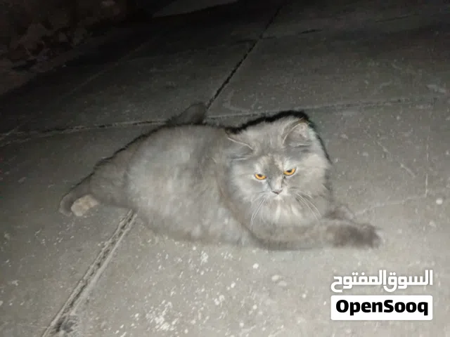 قطة  حجمها 4kg  لونها رصاصي   حامل