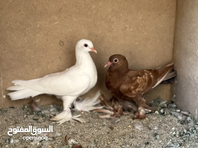 طبه مكاوي اقراء الوصفً
