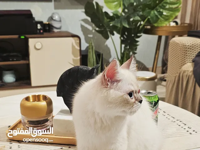 قط ذكر مهجن همالايا وبيكي فيس