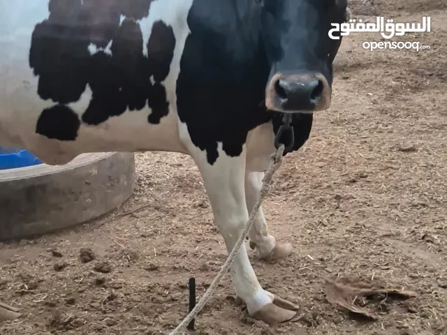 عجله السعر 580