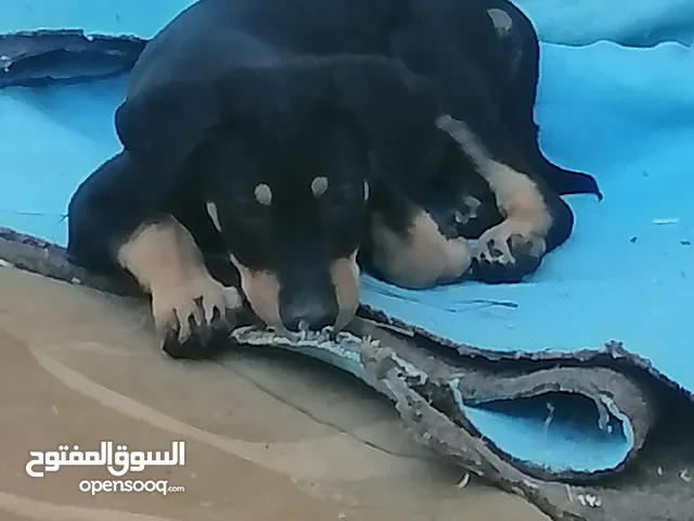 رتوايلر ذكر وانثى العمر 3 أشهر