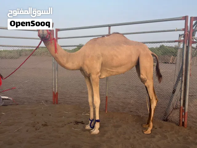 بكره فطيمة للبيع