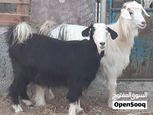 صخلات من حلال الرحوب ماشاء الله
