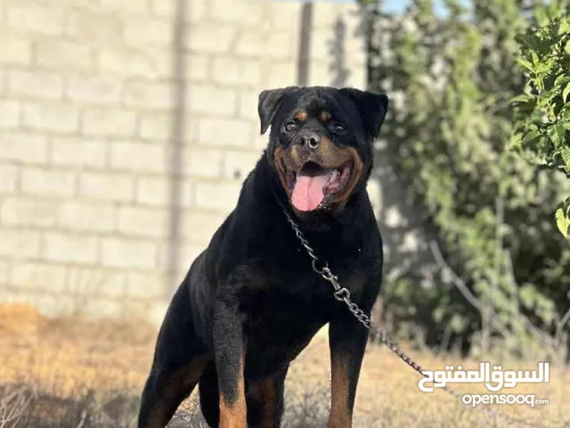 كلب روت وايلر