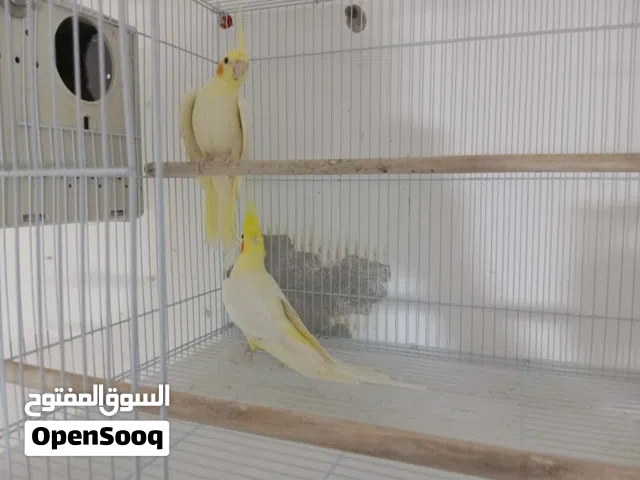 4اناث وذكر كوكتيل للبيع