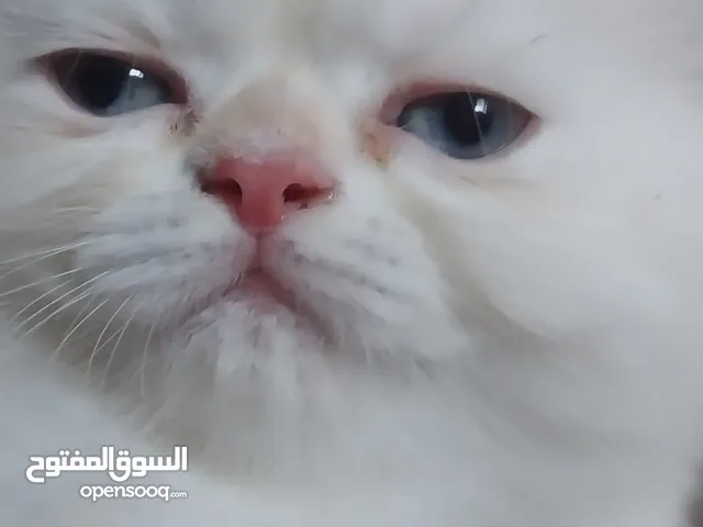قطط هيمالايا بيور