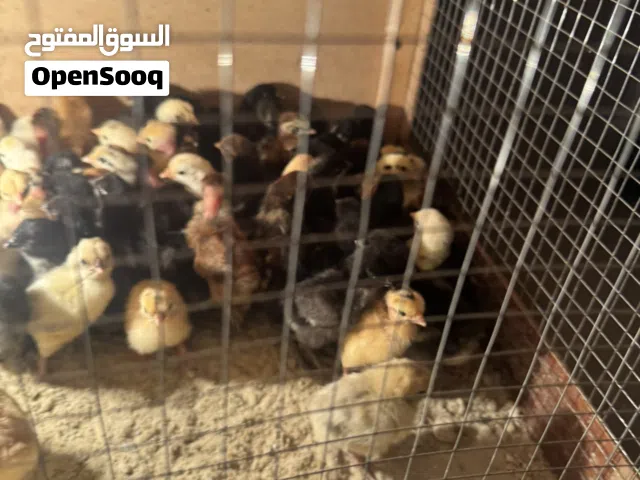 فروخ دجاج منوع 50