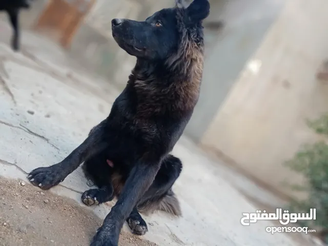 كلاب عدد 2 جيرمن شيبرد جيدات للحراسة