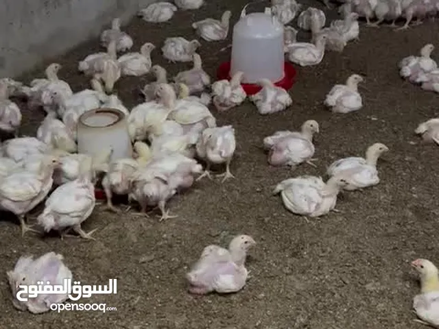 بيع دجاج طازج