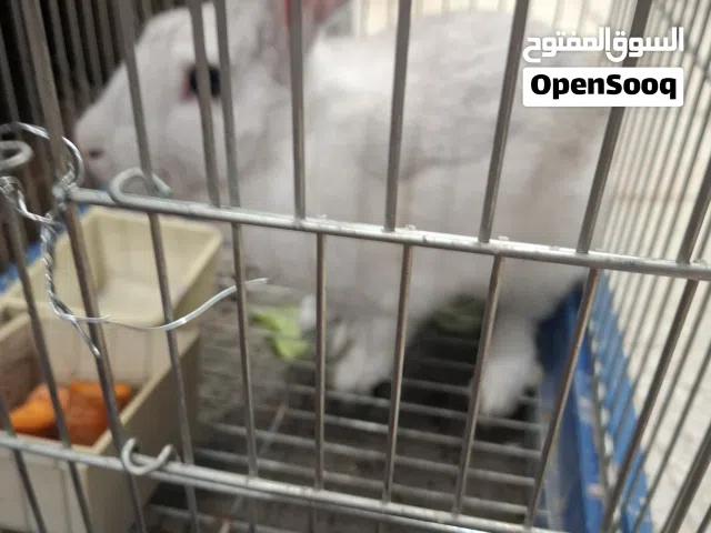 ارنب للبيع ب 8دنانير