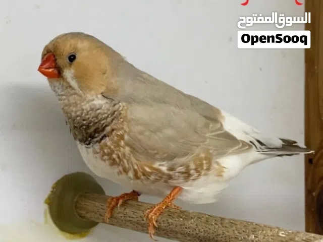 مطلوب طير زيبرا شرط الصحة