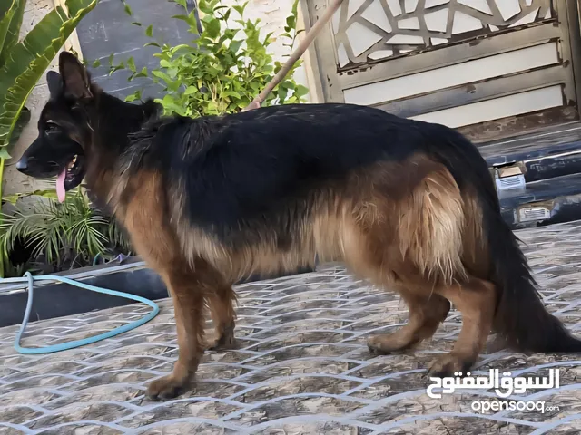 كلاب جيرمن شيبرد بالغه بطلة اناث للانتاج او الحراسة