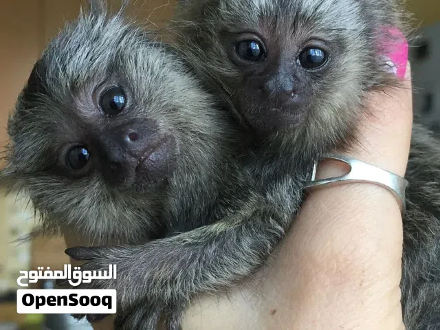Hand Raised Marmoset Monkey for Sale