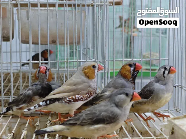 ثلاث ازواج فناجس حجم سوبر جامبو بزارات سعر زوج 15 شلع مفرد ع 20