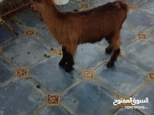 جدي البينو سخلتين البينو اصلي