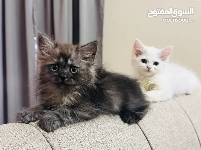 Persian Cat for Sale 25 omr
