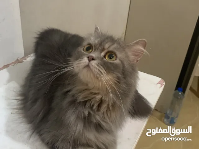 قط للبيع شيرازي