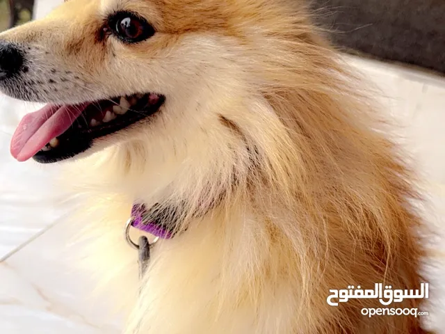 كلب بوملو عمره سنه و نص ذكر