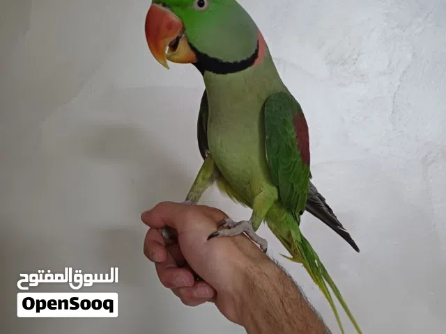 طير ببي متو