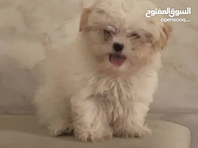 مالتيز انثى العمر 5 شهور و نص