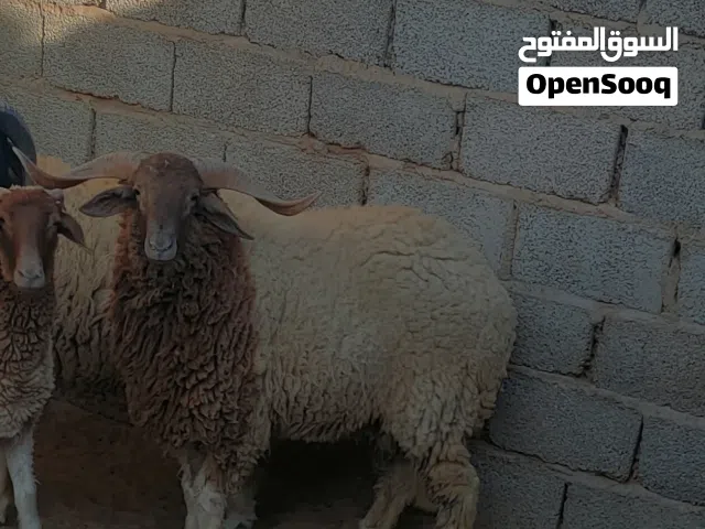 خروف درجة اولة