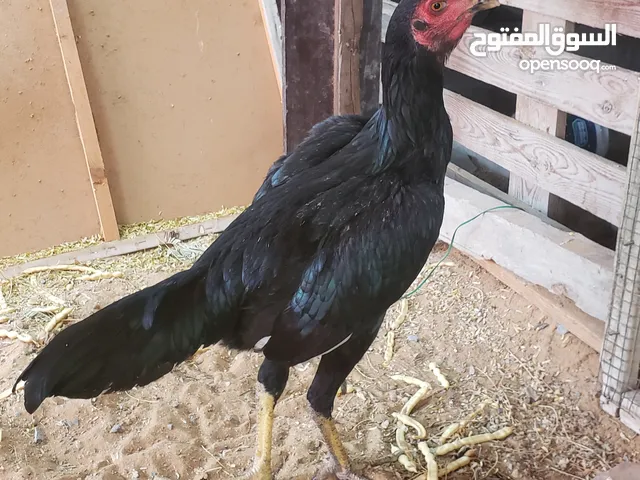 pakistani pure aseel hen ready for egg