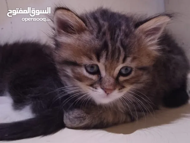 قطط كتن ذكور للبيع