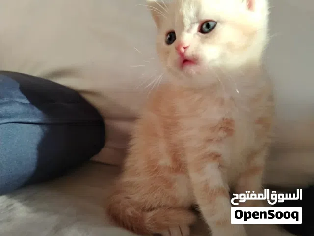 مطلوب قطه صفيره للتبني