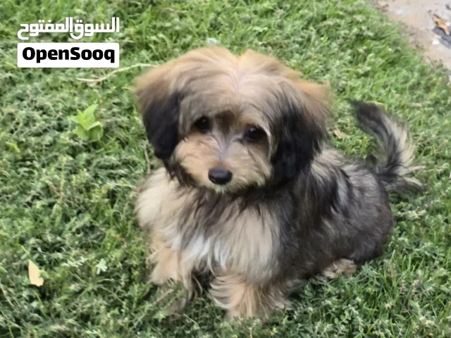 للبيع جرو مالتيز