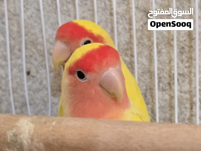 السلام عليكم غنادير اناث 2 مبيضات بدون فحل بس تجيب فحل  صحه ونضافه وفول اذا ما بيضت عندك بخدمتك
