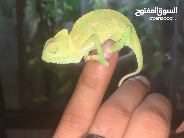حرباء للبيع