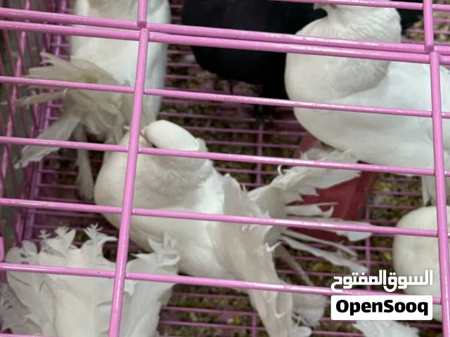 حمام هنادي 22 طير