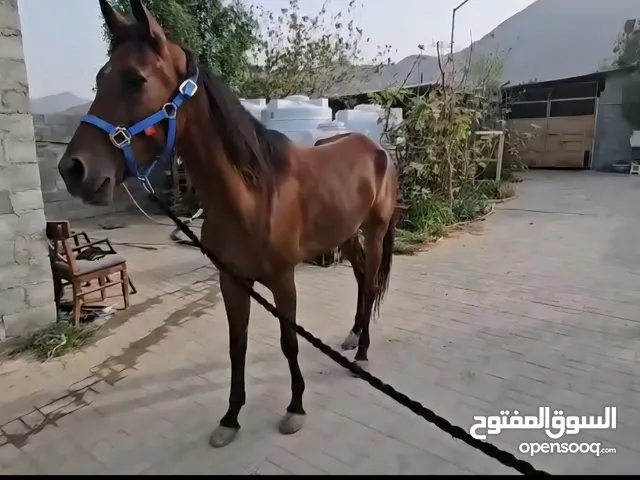 خيل لمدرسة ركوب للبيع
