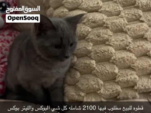 سكوتش فولد مكس بريتش شورت هير