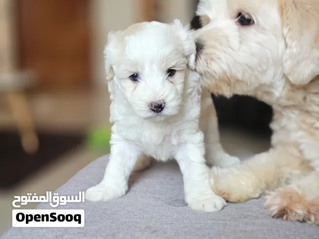 Adorable 3.5-week-old Maltese puppies available.