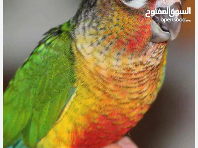 High red yellow sided conure baby