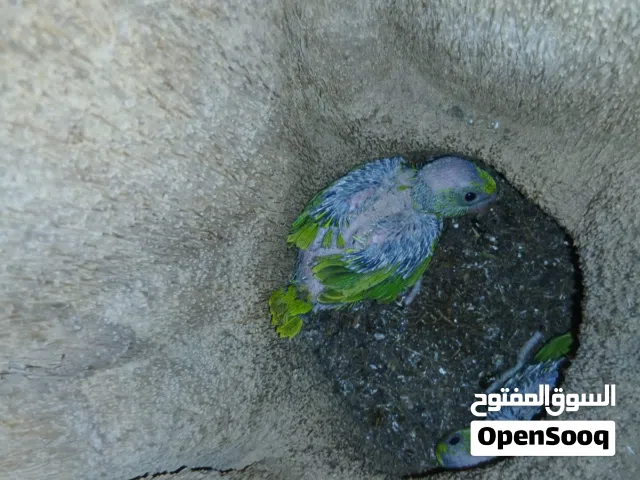 متوه   صغار   نشرا إعلان فقط