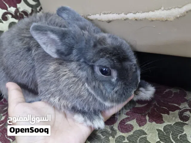 ارنب 6 شهور لطيف انثى