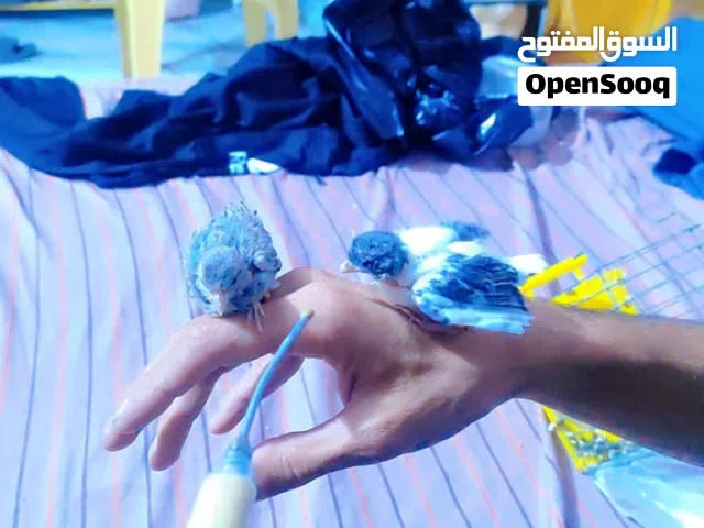 سلام عليكم  مجموعة كناريات مع افراخ زق