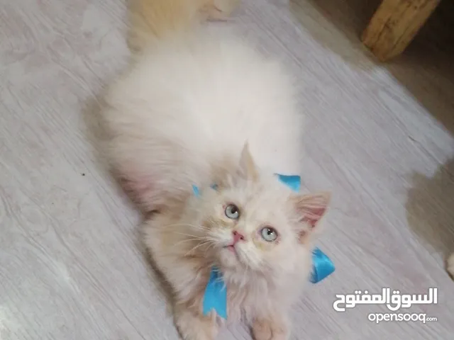 انثى هيمالايا اورنج اصل'بيور'العمر 4 اشهر بعيون زرق نظيفه وأليفه صحتها ممتازه ودبدوبه وشعرها كثيف
