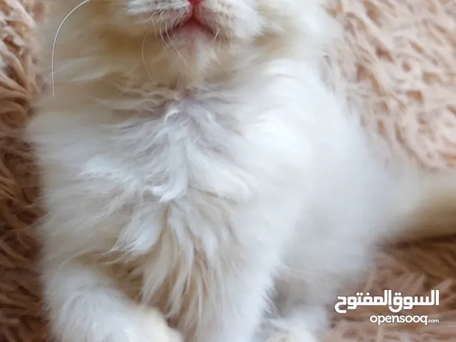 متوفر قط شيرازي فارسي شهرين ونص