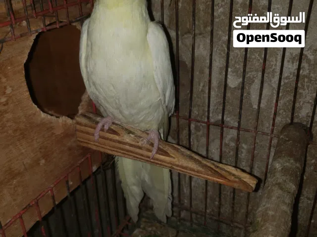 كوكتيل للبيع
