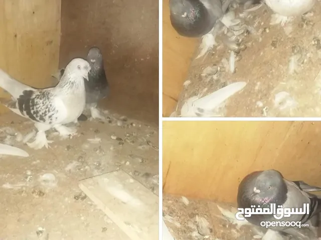 ( السلام عليكم ورحمة الله وبركاتة متاح كوبية تاكلا قلاب درجة الاوله دكر يقلب برا وخارج الحضيره عمودي