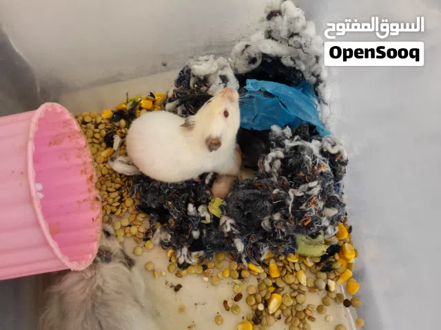 جوز هامستر للبيع مع اولادها