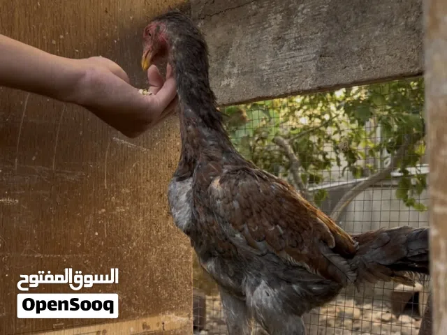 فرخه باكستانه فتوح بيض